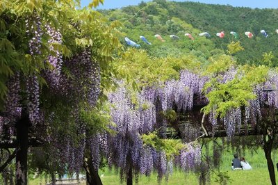 🌳 오미후지 꽃과 녹음의 공원・식물원 (오미후지 카료쿠 코엔・쇼쿠부츠엔) 이미지 2